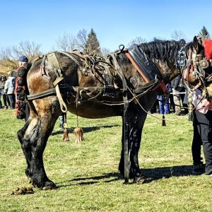 В с. Константин наградиха най-бързия, най-силния и най-красивия кон
