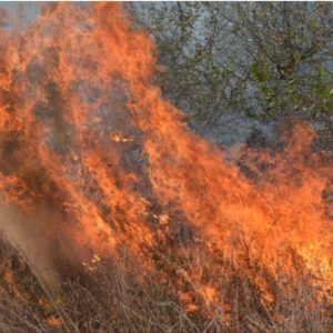 Огнеборци спасиха 10 000 декара посеви от изпепеляване